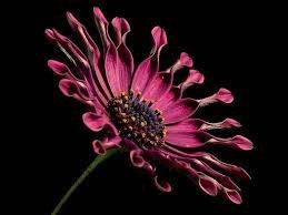 100 Pcs African Blue Eyed Daisy Flower Bonsai Osteospermum Flower Bonsai Balcony Flower