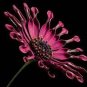 100 Pcs African Blue Eyed Daisy Flower Bonsai Osteospermum Flower Bonsai Balcony Flower