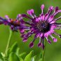 100 Pcs African Blue Eyed Daisy Flower Bonsai Osteospermum Flower Bonsai Balcony Flower