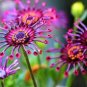 100 Pcs African Blue Eyed Daisy Flower Bonsai Osteospermum Flower Bonsai Balcony Flower