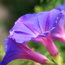 100 Pcs Rare Star Petunia Blue Bonsai Garden and Patio Potted Plant Morning Glory Flowers