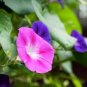 100 Pcs Rare Star Petunia Blue Bonsai Garden and Patio Potted Plant Morning Glory Flowers