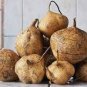 20 Pcs Pachyrhizus Seeds