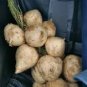 20 Pcs Pachyrhizus Seeds