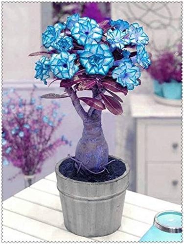 2 Pcs Desert Rose Adenium Seeds Sky Blue Double Petals with White Edge Flowers