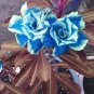 2 Pcs Desert Rose Adenium Seeds Sky Blue Double Petals with White Edge Flowers