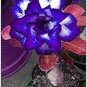 2 Pcs Desert Rose Adenium Seeds Sky Blue Double Petals with White Edge Flowers