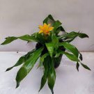 20 Pcs Pineapple Seeds Yellow Ornamental Leaves Bromeliad Plant