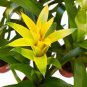20 Pcs Pineapple Seeds Yellow Ornamental Leaves Bromeliad Plant