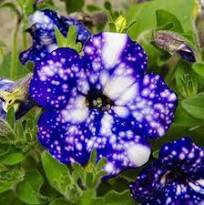 200 Pcs Starry Sky Petunia Seeds