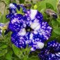 200 Pcs Starry Sky Petunia Seeds
