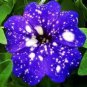 200 Pcs Starry Sky Petunia Seeds