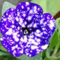 200 Pcs Starry Sky Petunia Seeds