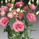 100 Pcs Eustoma Seeds