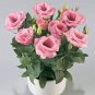 100 Pcs Eustoma Seeds