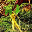 10 PCS Chinese/korean Panax Ginseng Seeds Asian Fresh for Planting Nutrition 10 PCS Chinese/korean Panax Ginseng Seeds Asian Fresh for Planting Nutrition