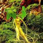 10 PCS Chinese/korean Panax Ginseng Seeds Asian Fresh for Planting Nutrition