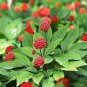 10 PCS Chinese/korean Panax Ginseng Seeds Asian Fresh for Planting Nutrition