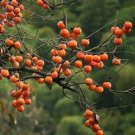 20 Pcs Rare Persimmon Seed Organic Non-GMO Juicy Succulent fruit trees