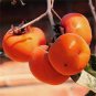 20 Pcs Rare Persimmon Seed Organic Non-GMO Juicy Succulent fruit trees