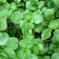 500 Pcs Watercress Greens Aqua Seeds