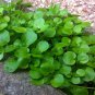 500 Pcs Watercress Greens Aqua Seeds