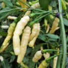 100 Pcs Aribibi Gusano Pepper Bolivian Chili Super Hot Caterpillar Pepper Seeds