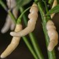 100 Pcs Aribibi Gusano Pepper Bolivian Chili Super Hot Caterpillar Pepper Seeds