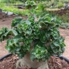 2 Pcs Dorset Horn Adenium Seeds 2 Pcs Dorset Horn Adenium Seeds