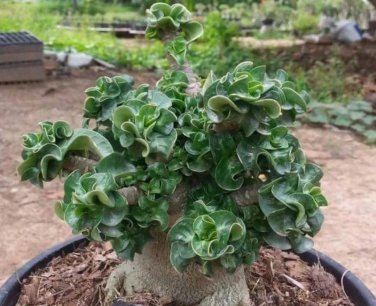 2 Pcs Dorset Horn Adenium Seeds
