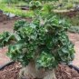 2 Pcs Dorset Horn Adenium Seeds