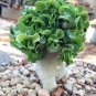 2 Pcs Dorset Horn Adenium Seeds