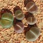10 Pcs Lithops Mixed Rare Seeds