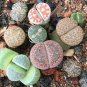 10 Pcs Lithops Mixed Rare Seeds