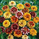 100 Pcs Zinnia Haageana Jazzy Mixed Flower Seeds 100 Pcs Zinnia Haageana Jazzy Mixed Flower Seeds