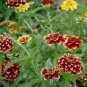 100 Pcs Zinnia Haageana Jazzy Mixed Flower Seeds