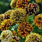 100 Pcs Zinnia Haageana Jazzy Mixed Flower Seeds