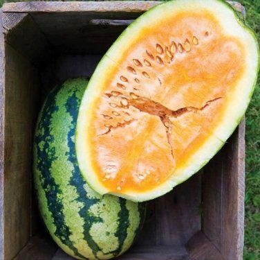 20 Pcs Watermelon Orange Rare Organic Fruit Seeds