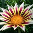 30 Pcs Gazania White Yellow Petals Purple Black Stripe Treasure Flower Seeds