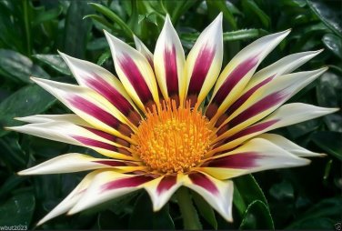 30 Pcs Gazania White Yellow Petals Purple Black Stripe Treasure Flower Seeds