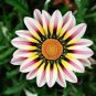 30 Pcs Gazania White Yellow Petals Purple Black Stripe Treasure Flower Seeds