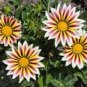 30 Pcs Gazania White Yellow Petals Purple Black Stripe Treasure Flower Seeds