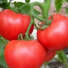 200 Pcs Tomato 'Qiuguang 88' Big Red Vegetables Seeds