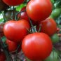 200 Pcs Tomato 'Qiuguang 88' Big Red Vegetables Seeds