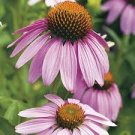 30 Pcs Echinacea White Petals Purple Centre Perennial Flower Seeds