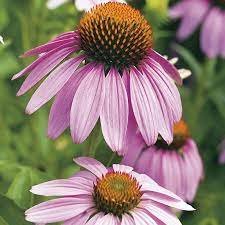 30 Pcs Echinacea White Petals Purple Centre Perennial Flower Seeds