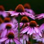 30 Pcs Echinacea White Petals Purple Centre Perennial Flower Seeds