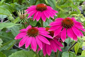 30 Pcs Echinacea Purple 'Ladies' Perennial Flower Seeds