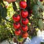 10 Pcs Sweetie Tomato Cherry Fruit Seeds