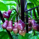 15 Pcs Chilli Cabaca Roxa Edible Ornamental Plant Seeds